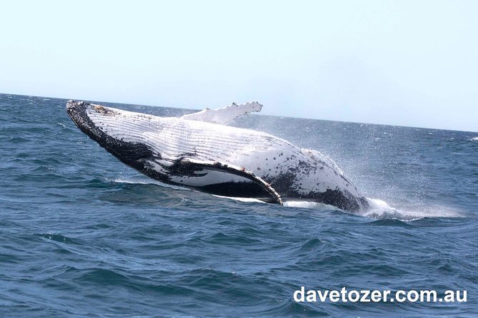 Whale Watching Sailing Experience In Sydney - Accommodation Australia