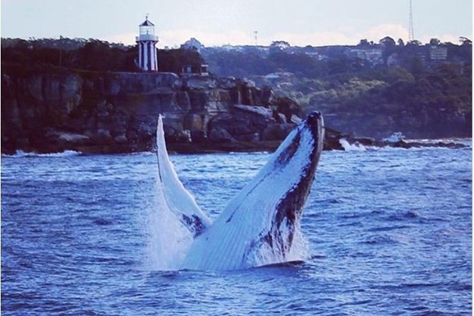 Whale Watching Sailing Experience In Sydney - Accommodation Australia